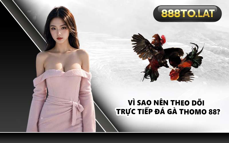 Vì sao nên theo dõi trực tiếp đá gà Thomo 88?